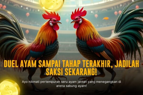 Mengenal Ayam Bangkok: Raja Sabung Ayam dengan Peluang Menang Besar
