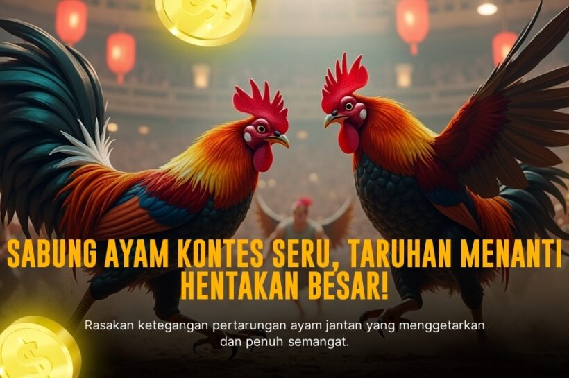 Mengenal Ayam Bangkok: Raja Sabung Ayam yang Mendominasi Arena